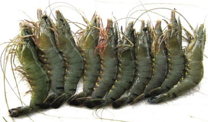 বাংলাদেশের বাগদা চিংড়ি পেল জি আই স্বীকৃতি, কিভাবে জানুন বিস্তারিত