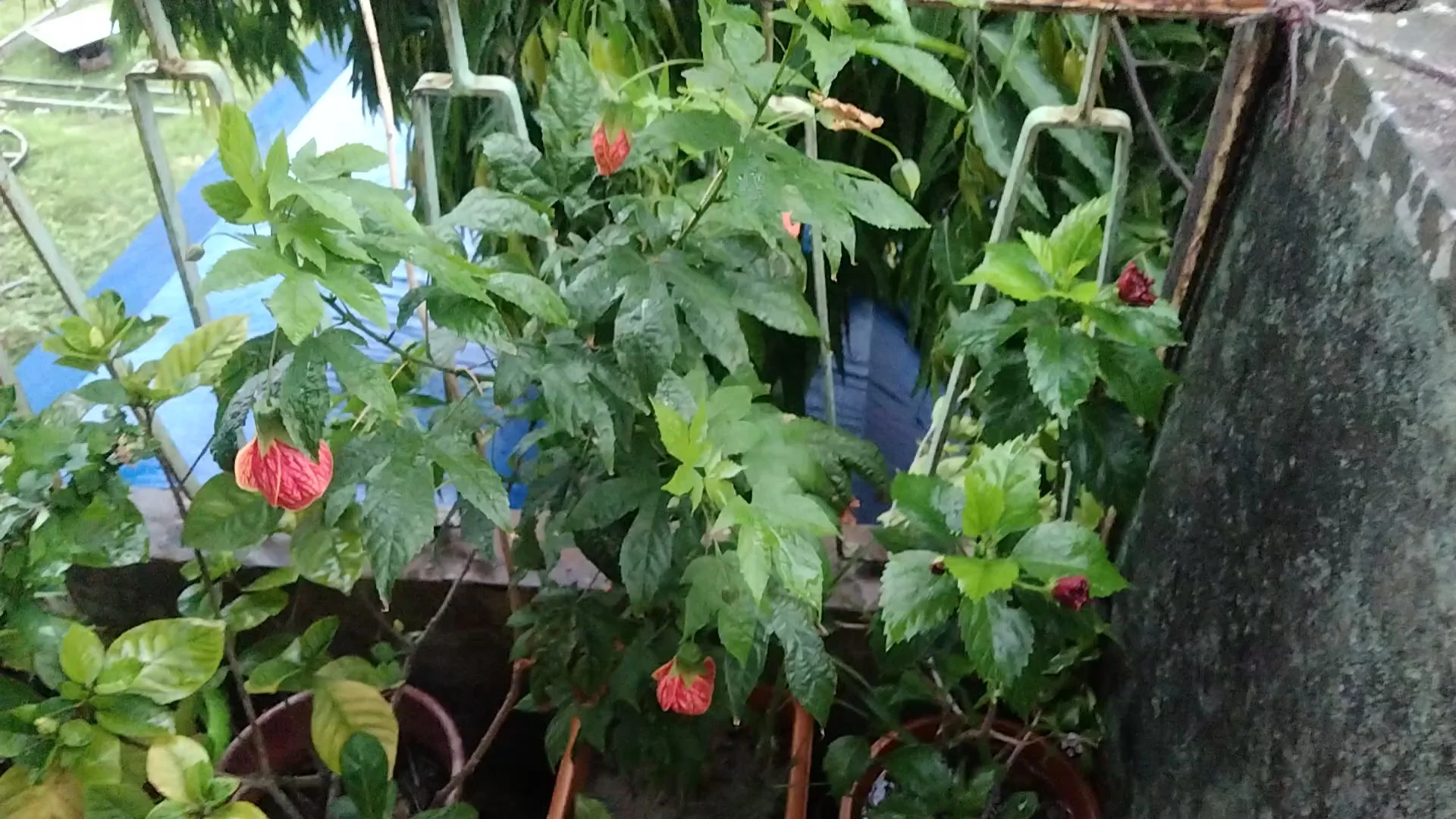 কি ভাবে টবে ফোটাবেন লণ্ঠন জবা, জানুন বিস্তারিত