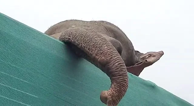 ১০ টি ট্রাকে করে ১০ টি হাতি পাচার,খবর পেয়ে আটক করলো বন দফতর