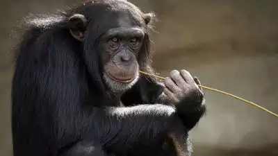 আলিপুর চিড়িয়াখানা থেকে হাওয়া খেতে খাঁচার বাইরে চম্পট দিল শিম্পাঞ্জি, বিস্তারিত জানলে চোখ উঠবে কপালে