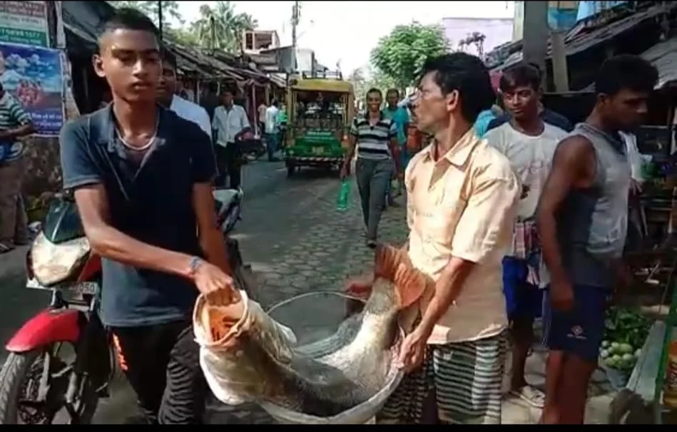 সুন্দরবনের গৌড়েশ্বর নদীতে মৎস্যজীবীর জালে ধরা পড়ল বিশাল আকার ভেটকি মাছ