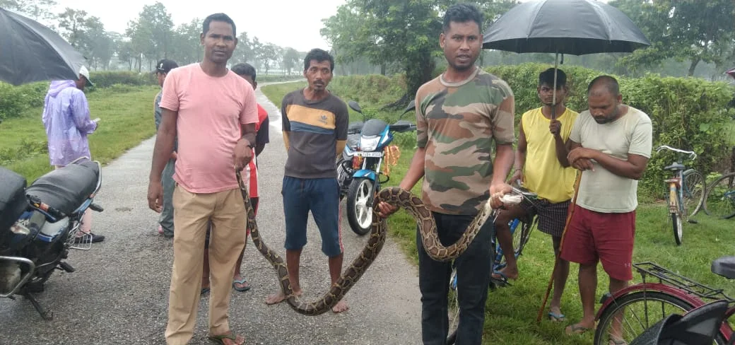 একই দিনে ডুয়ার্সের চা - বাগান থেকে জোড়া অজগর সাপ উদ্ধার ,চাঞ্চল্য এলাকায়।