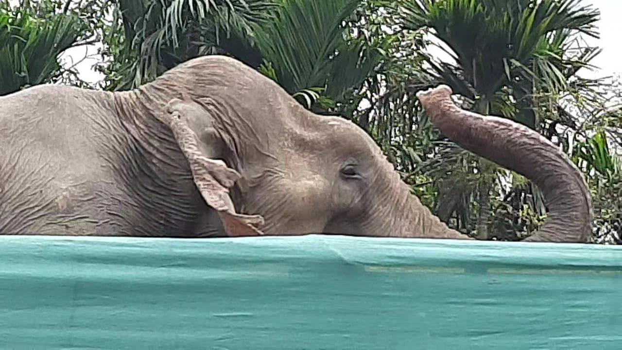 ১০ টি ট্রাকে করে ১০ টি হাতি পাচার,খবর পেয়ে আটক করলো বন দফতর