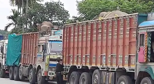 ১০ টি ট্রাকে করে ১০ টি হাতি পাচার,খবর পেয়ে আটক করলো বন দফতর