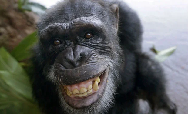 আলিপুর চিড়িয়াখানা থেকে হাওয়া খেতে খাঁচার বাইরে চম্পট দিল শিম্পাঞ্জি, বিস্তারিত জানলে চোখ উঠবে কপালে