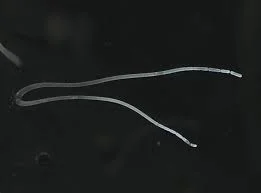 বৃহত্তম ব্যাকটেরিয়ার সন্ধান!