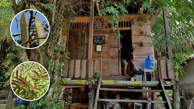 ইন্দোনেশিয়ার জাম্বি গ্রামে রয়েছে শত রোগের ওষুধ