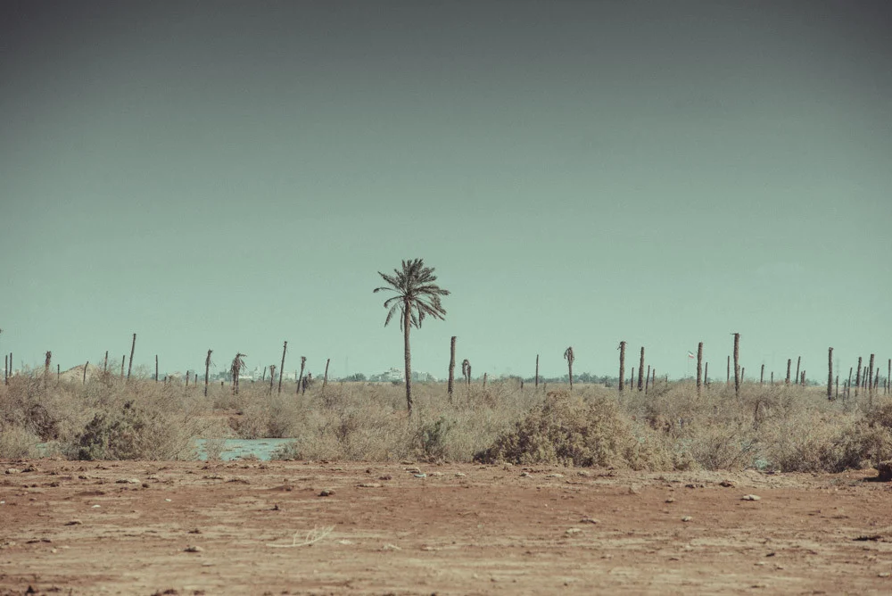 জলবায়ু পরিবর্তন­ বিলুপ্তির পথে ইরাকের বিখ্যাত হরিণ