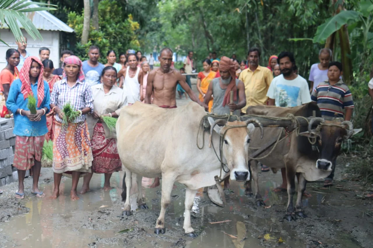 মাঠে নয়,রাস্তায় লাঙল বলদ দিয়ে হাল চাষ করে ধানের চারা রোপন! অভিনব প্রতিবাদে হইচই এলাকায়।