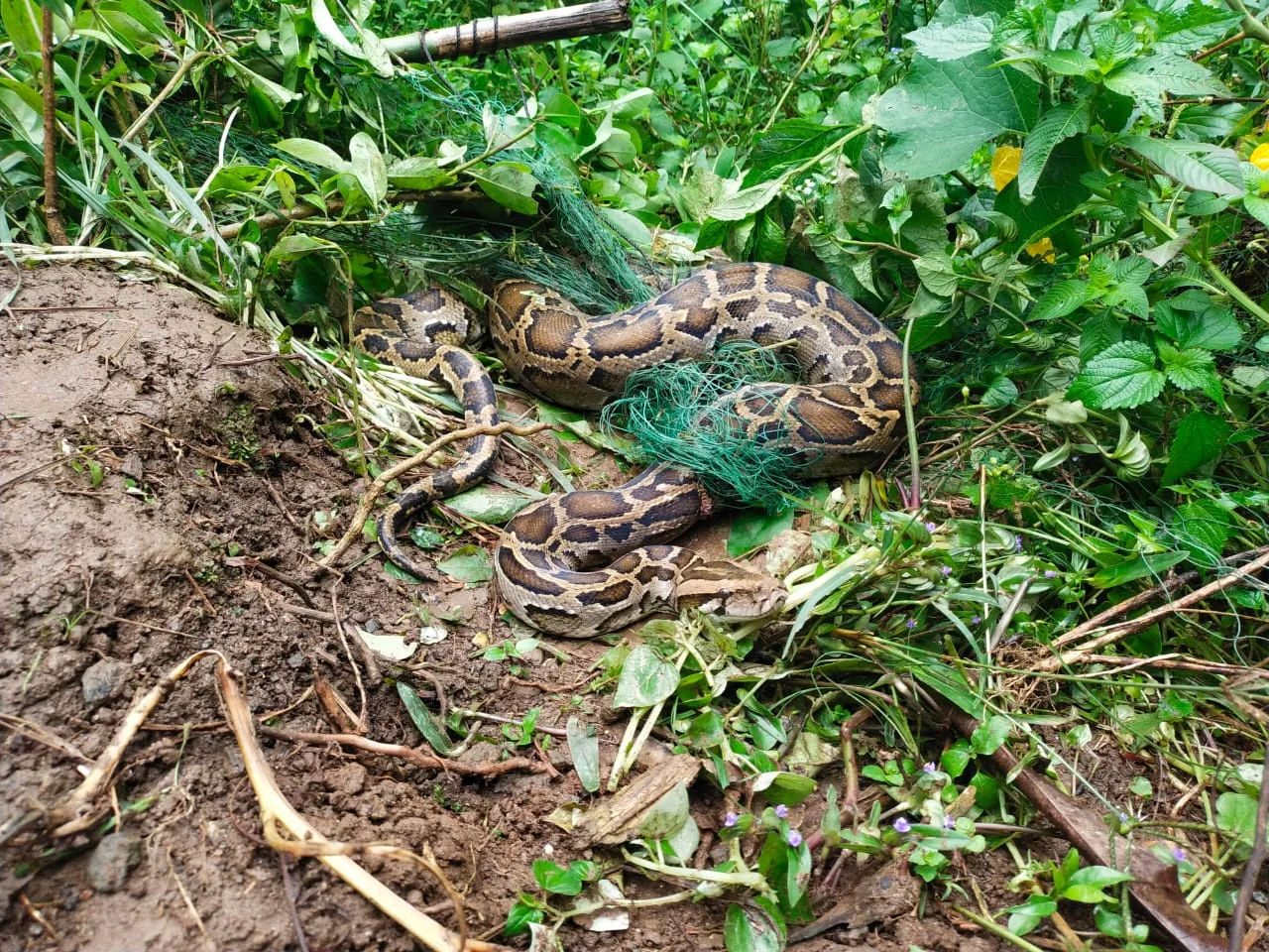 একই দিনে ডুয়ার্সের চা - বাগান থেকে জোড়া অজগর সাপ উদ্ধার ,চাঞ্চল্য এলাকায়।<div class=
