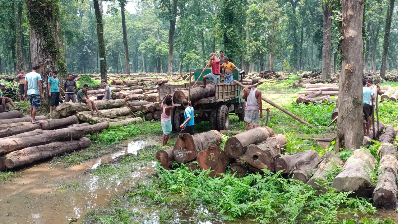 বনদফতরের নিলাম করা কাঠ নিয়ে যেতে খরচা  দ্বিগুণের বেশি অর্থ