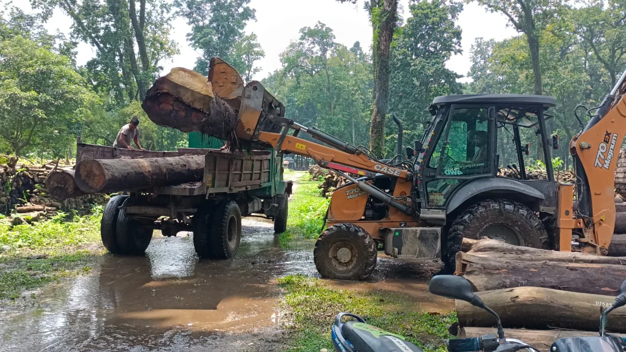 বনদফতরের নিলাম করা কাঠ নিয়ে যেতে খরচা  দ্বিগুণের বেশি অর্থ
