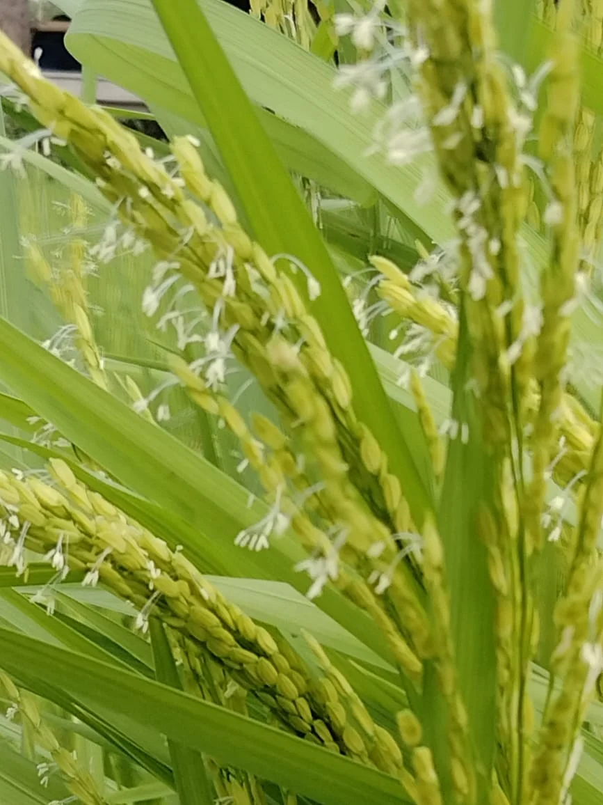 বিলুপ্তপ্রায় ১০২ প্রজাতির ধান সংরক্ষণ করছেন মন্টুবাবু