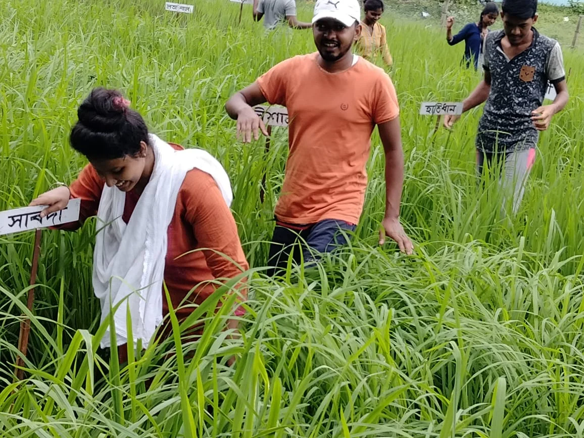 বিলুপ্তপ্রায় ১০২ প্রজাতির ধান সংরক্ষণ করছেন মন্টুবাবু