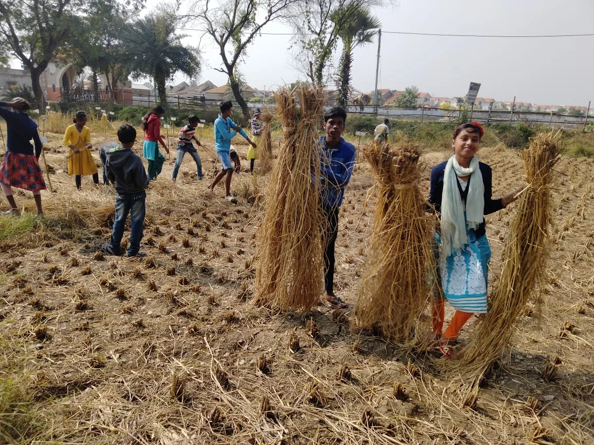 বিলুপ্তপ্রায় ১০২ প্রজাতির ধান সংরক্ষণ করছেন মন্টুবাবু