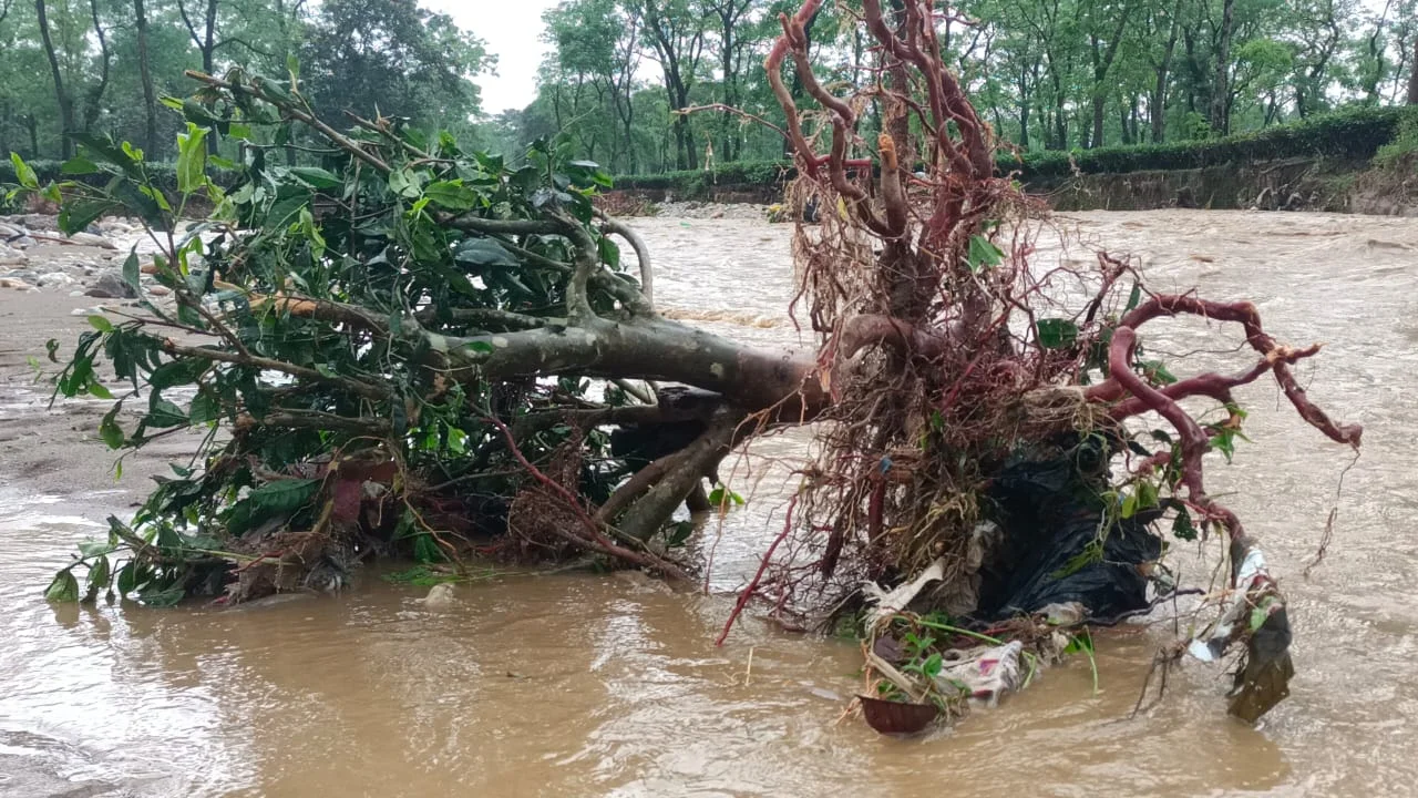 বৃষ্টির জেরে ক্ষতিগ্রস্ত চা বাগান
