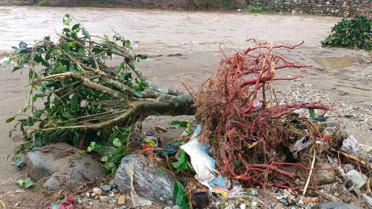 বৃষ্টির জেরে ক্ষতিগ্রস্ত চা বাগান