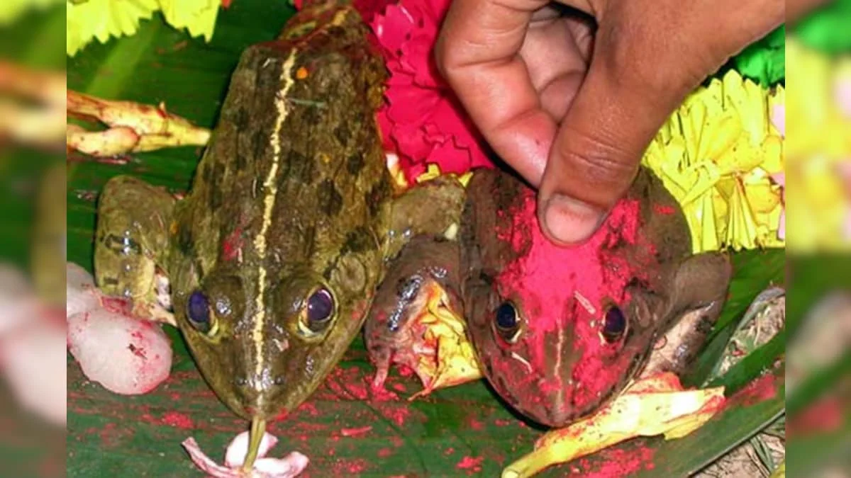 বৃষ্টি চেয়ে ব্যাঙের বিয়ে, আয়োজন দেখলে অবাক হয়ে যাবেন