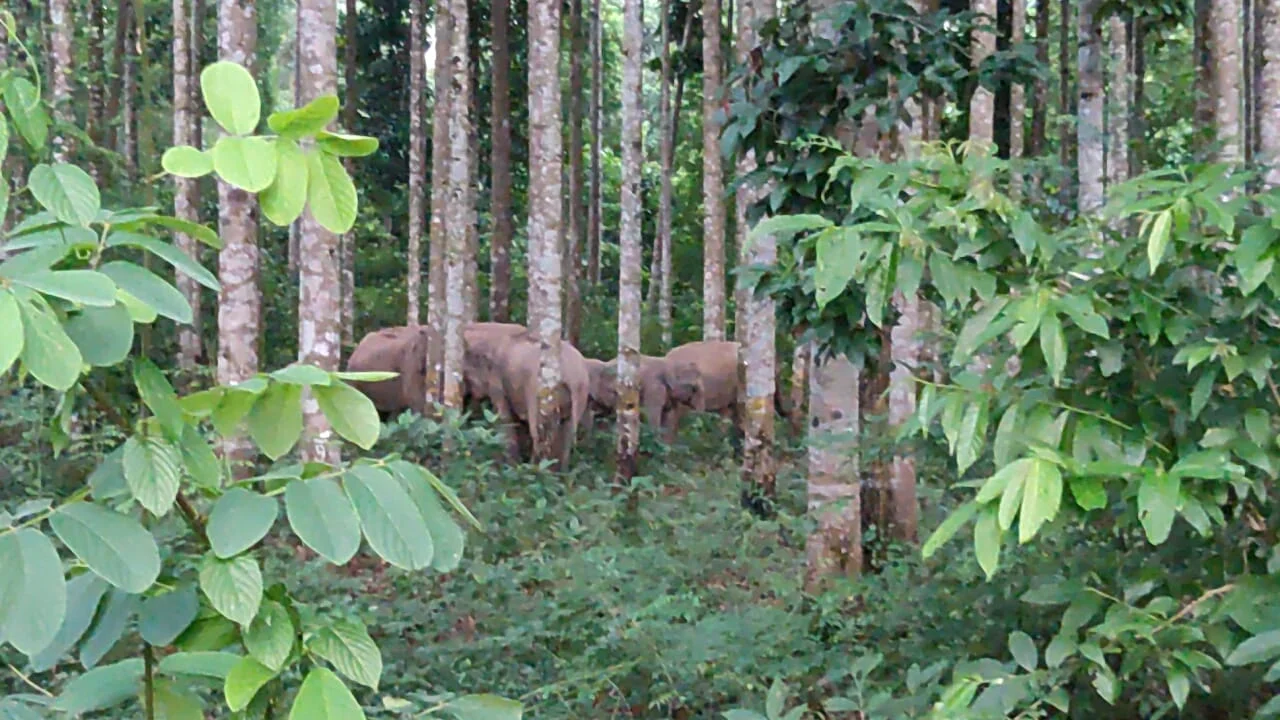 জঙ্গলে হাতির পাল দেখতে উৎসুক জনতার ভিড়