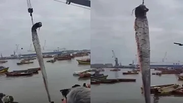 ১৬ ফুটের দৈত্যাকার মাছ দেখে সুনামির আশংকায় কাঁটা নেটিজেনরা
