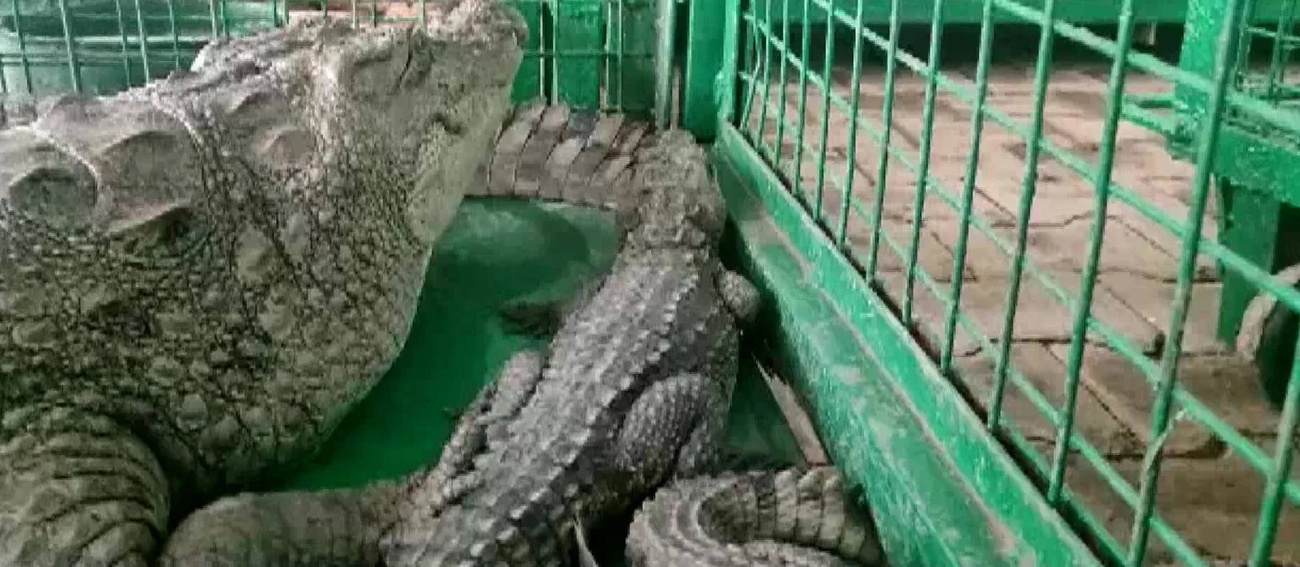 বানভাসি গুজরাতের ভদোদরায় জলের স্রোতে লোকালয় ঢুকে পড়ল কুমির, আতঙ্কে স্থানীয় মানুষ
