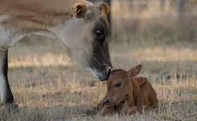 তিন মাসে দুধ দিচ্ছে বাছুর, দেখতে ভিড় জমাচ্ছে উৎসুক জনতা