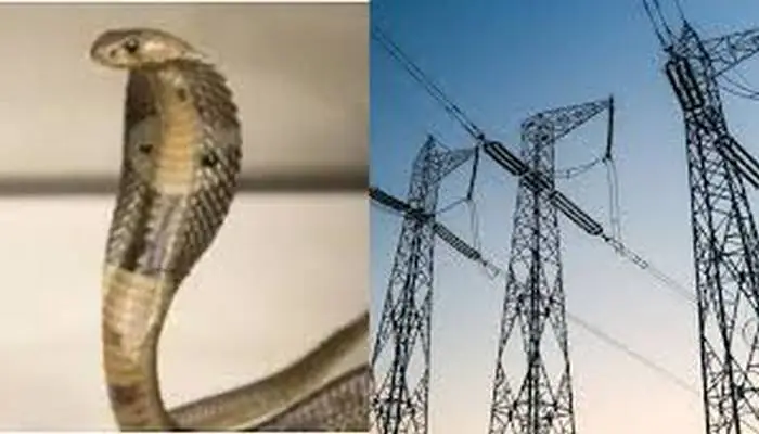 সাপের কারণে বিদ্যুৎহীন শহর!