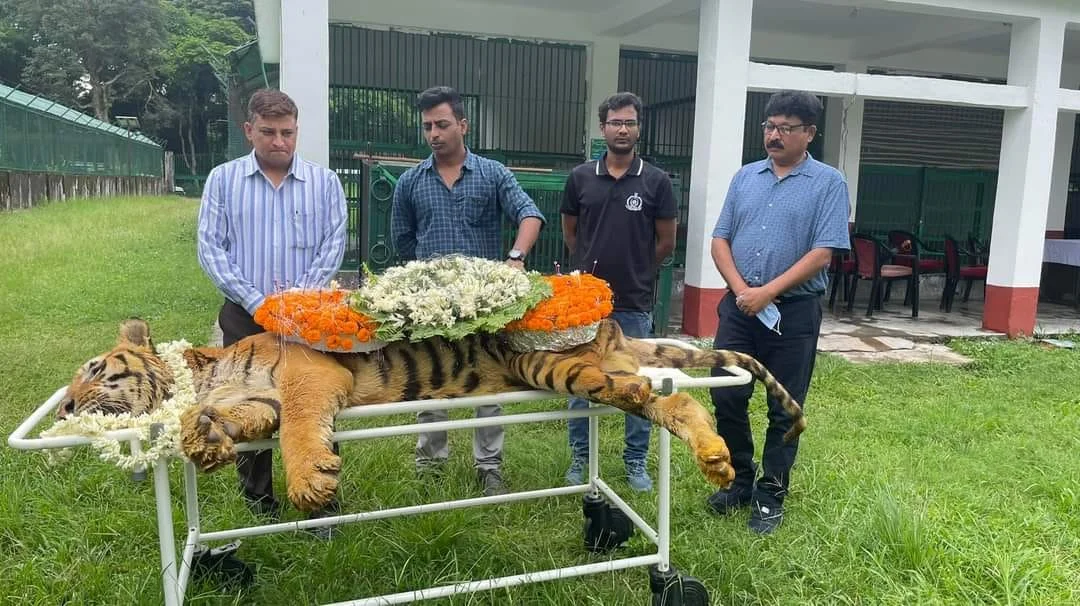 থেমে গেল 'রাজা'র গর্জন,  ২৫ বছর বয়সে চিরঘুমে জলদাপাড়ার রয়্যাল বেঙ্গল টাইগার