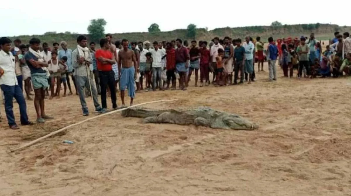 নদীতে স্নান করতে নেমে কুমিরের শিকার বছর ৮ এর বালক! তারপর যা ঘটল