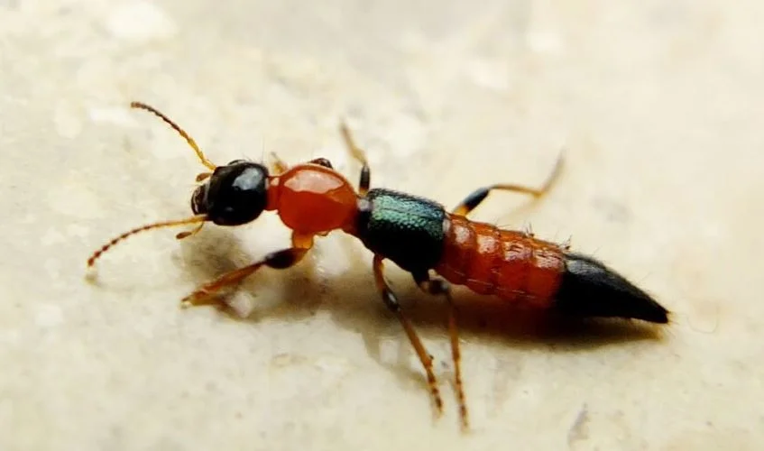 পাহাড়ের পর এবার নাইরোবি ফ্লাই-এর আতঙ্ক বাংলায়! সতর্ক থাকার পরামর্শ চিকিৎসকদের