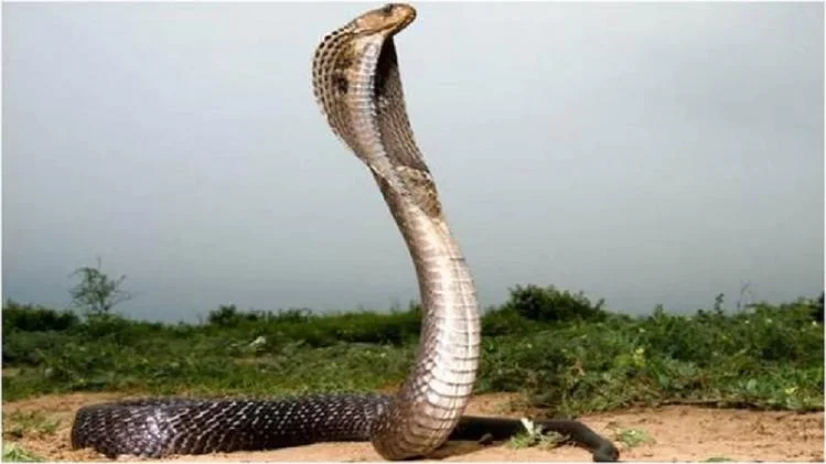 ১৫ দিনে ৩ বার এক শিশুকে সাপে কামড়েছে!