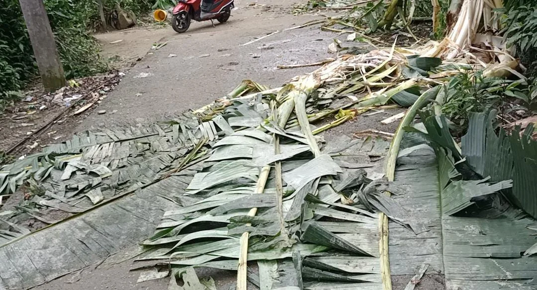 এক রাতে ৮ টি বাড়ি ভাঙলো বুনো হাতির দল, আতঙ্ক ডুয়ার্সের বানারহাটে