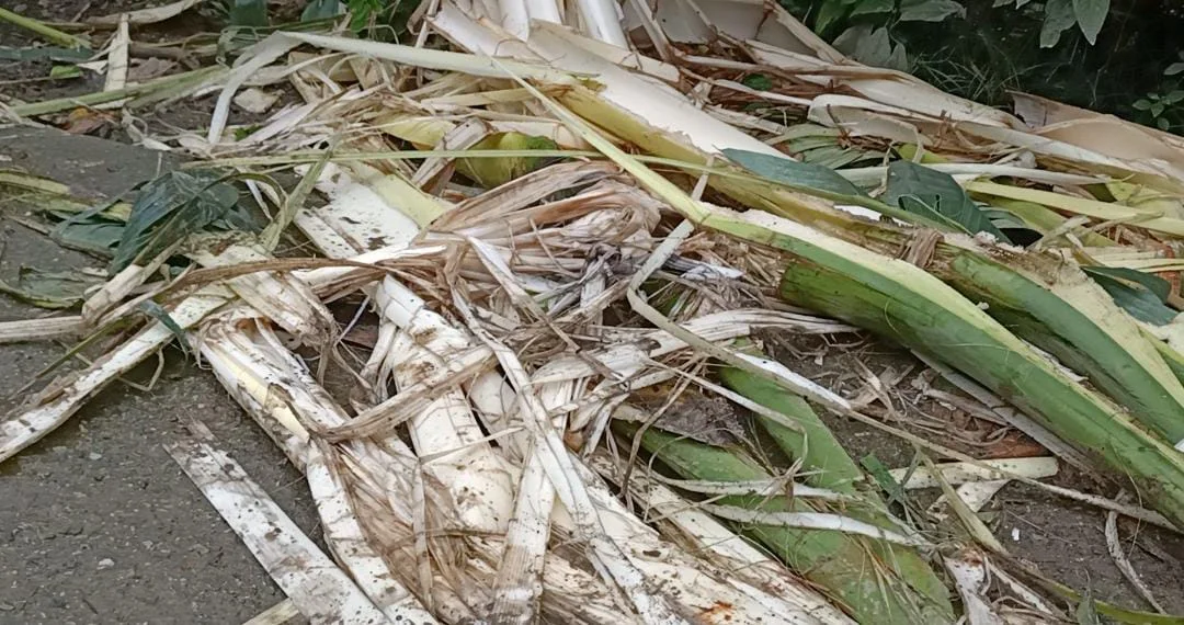 এক রাতে ৮ টি বাড়ি ভাঙলো বুনো হাতির দল, আতঙ্ক ডুয়ার্সের বানারহাটে