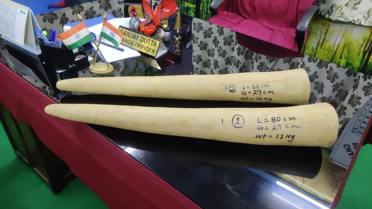 ২৪ কিলো ওজনের হাতির দাঁত উদ্ধার