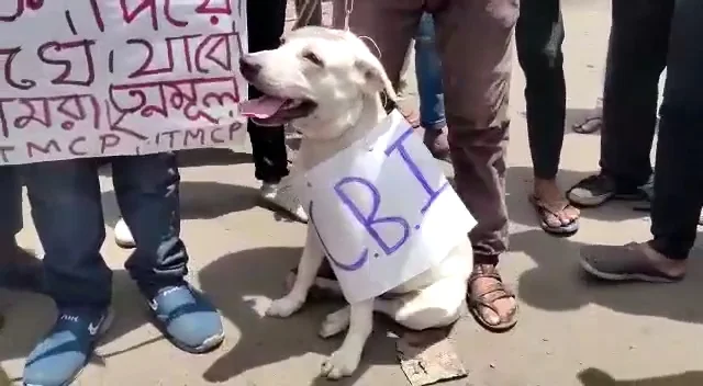পোষ্য সারমেয়কে ইডি- সিবিআই প্রতীকী করে হাওড়ায় তৃণমূল ছাত্র পরিষদের মিছিল