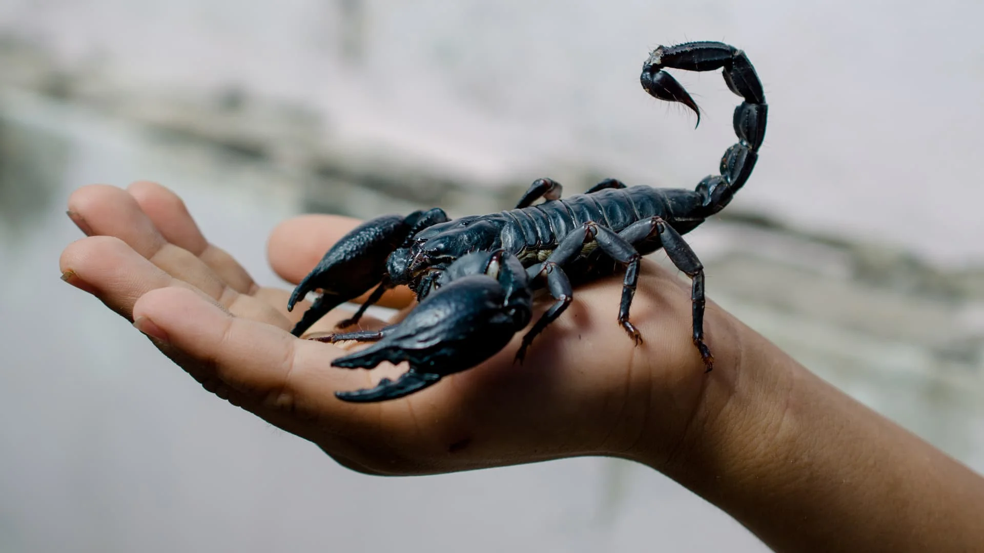 কাঁকড়া বিছের বিষ বিক্রি করেই আয় কোটি কোটি ডলার, পড়লে চমকে উঠবেন