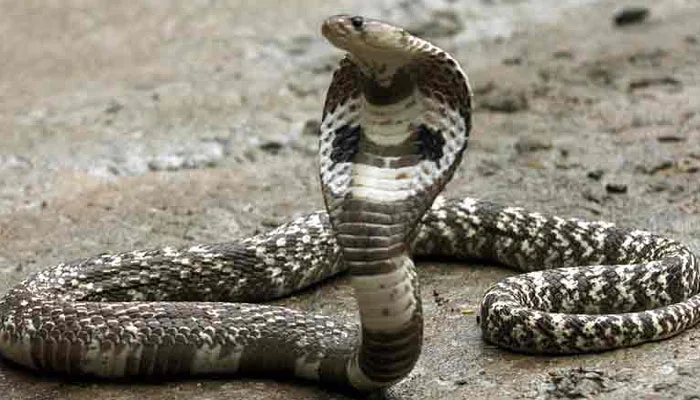 কামড়ের বদলে পালটা কামড়!সাপকে কামড়ে দিয়ে ঘায়েল করল দু’বছরের খুদে