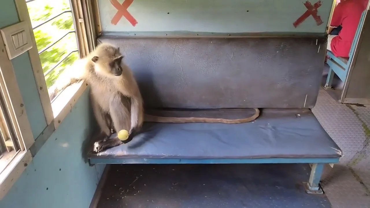 ঝাড়খণ্ডের ষণ্ডের পর এবার বিনা টিকিটে ট্রেনে চড়ে হাওয়া খেল হনু -দেখুন ভাইরাল সেই ভিডিও