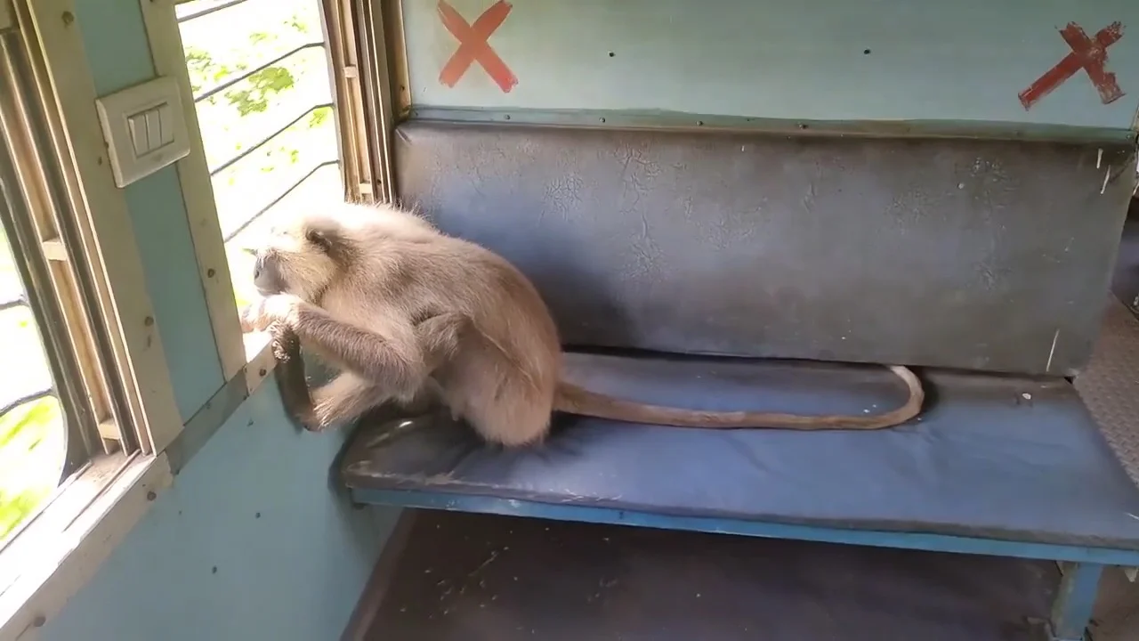 ঝাড়খণ্ডের ষণ্ডের পর এবার বিনা টিকিটে ট্রেনে চড়ে হাওয়া খেল হনু -দেখুন ভাইরাল সেই ভিডিও