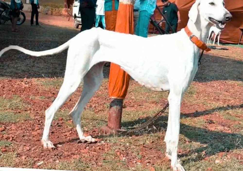 মোদির নিরাপত্তায় এবার দেশি মুধল হাউন্ড বৈশিষ্ট্য জানলে চমকে উঠবেন