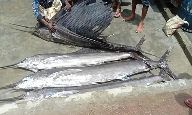জেলেদের জালে ধরা পড়ল ৪টি সেইল ফিশ, বিক্রি হল ১৩ হাজার টাকায়