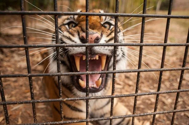 খুনি বাঘকে সবক শেখাতে, দেওয়া হল 'যাবজ্জীবন কারাদণ্ড'!
