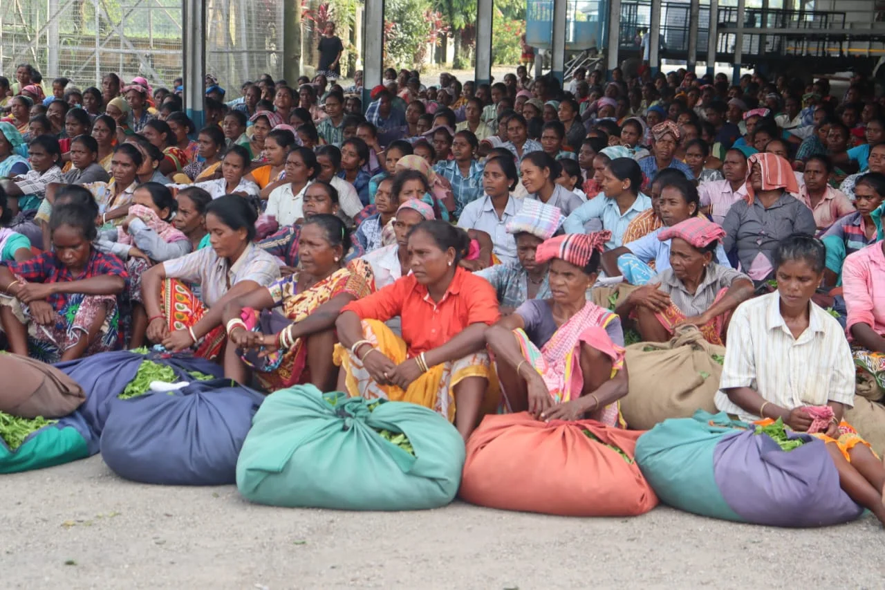 অ্যাকাউন্টে বেতন ও করম পূজো নিয়ে গেট মিটিং গয়েরকাটা চা- বাগানে