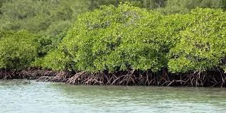 ম্যানগ্রোভ ও বাঘ বাঁচাতে শপথ সুন্দরবনবাসীর