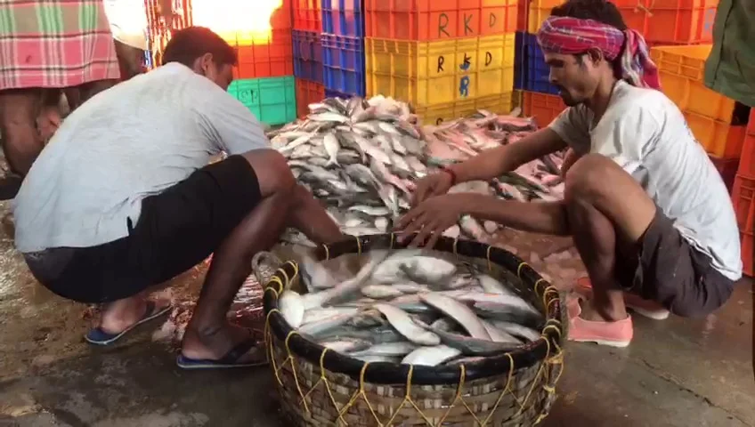 গত দু'দিনে ডায়মন্ড হারবারের মৎস্য  আড়তে ঢুকলো প্রায় ৫০ টন ইলিশ