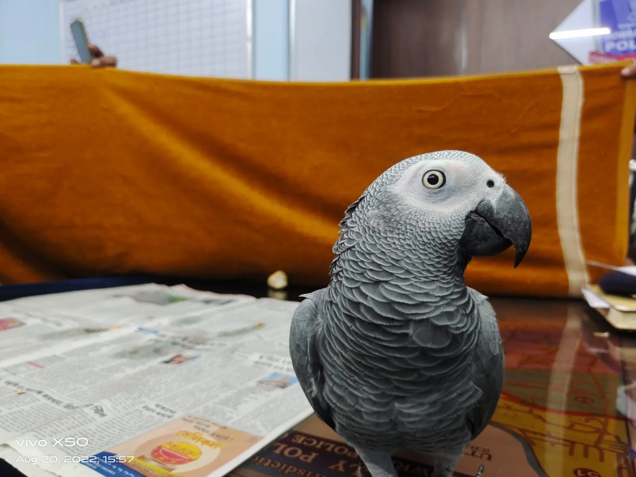 হারিয়ে যাওয়া আফ্রিকান গ্রে প্যারট রিওকে পরিবারের কাছে ফেরালো হাওড়া পুলিশ