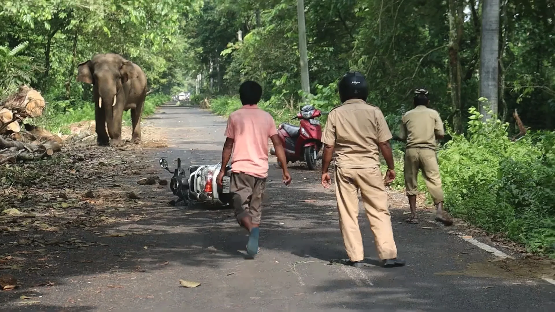 পথচারীদের বাঁচাতে এসে বুনো হাতির তাড়া খেলো বনকর্মীরা