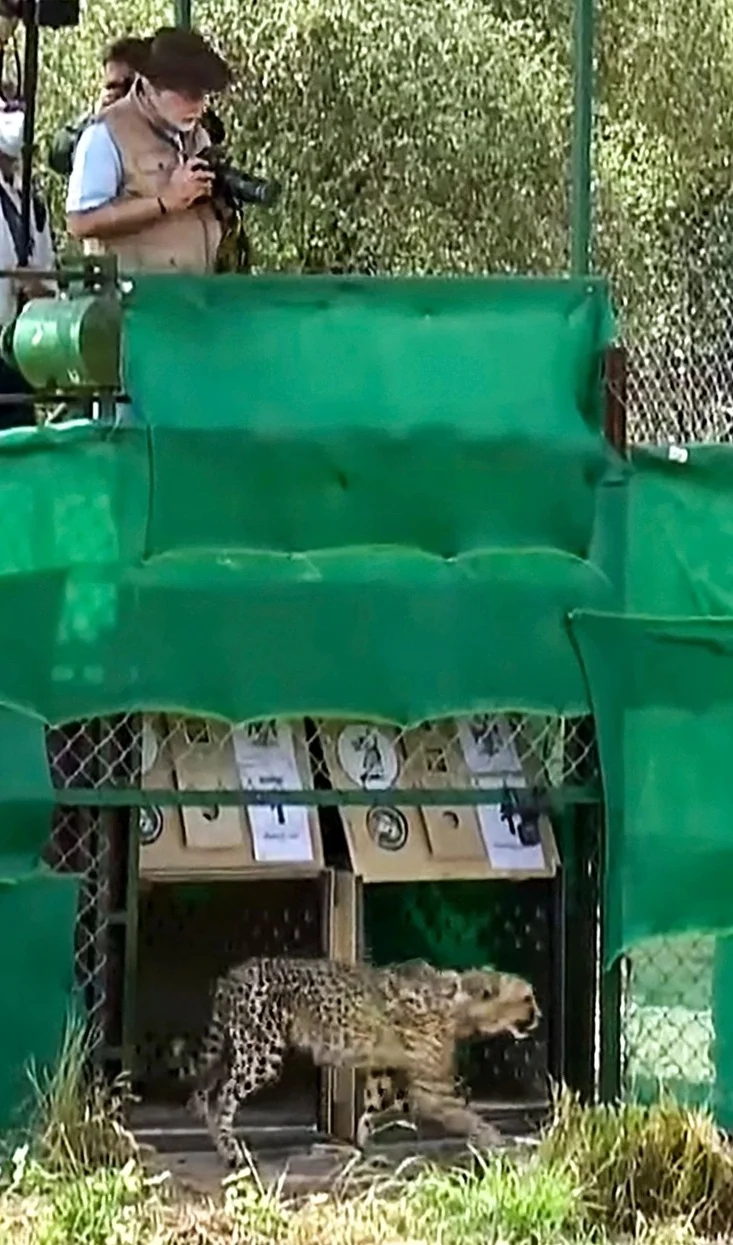 জন্মদিনে চিতা ছাড়লেন নরেন্দ্র মোদি, ভারতে আসা নতুন অতিথিদের স্বাগত জানালেন প্রধানমন্ত্রী