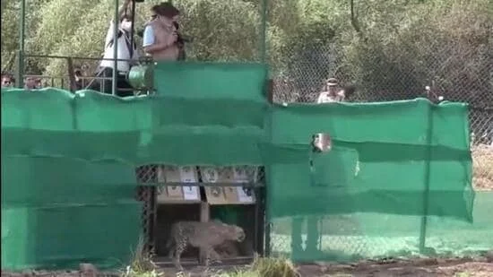 জন্মদিনে চিতা ছাড়লেন নরেন্দ্র মোদি, ভারতে আসা নতুন অতিথিদের স্বাগত জানালেন প্রধানমন্ত্রী