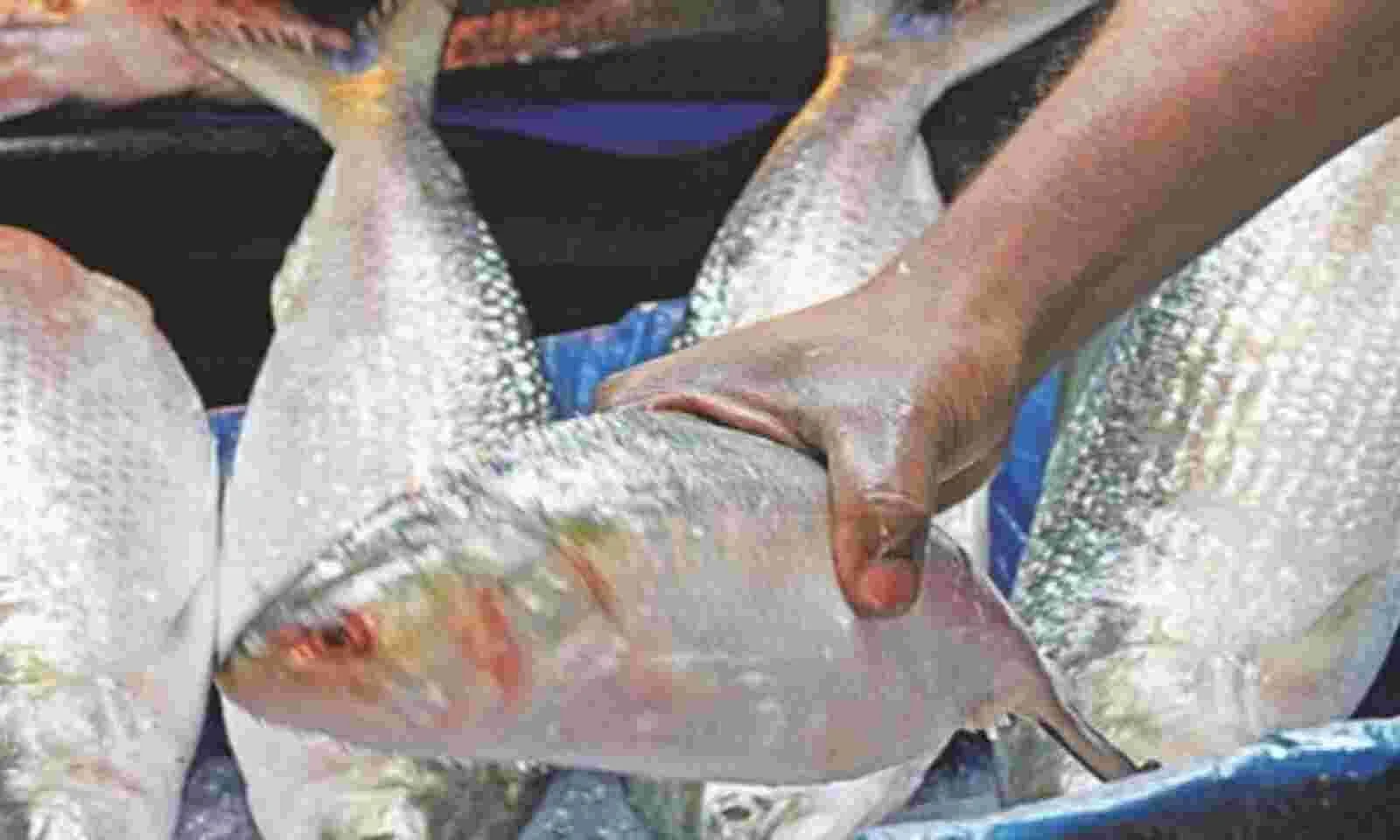 রসনার তৃপ্তি ঘটাতে শারদোৎসবে রাজ্যে ঢুকতে পারে ২০০০ মেট্রিক টন বাংলাদেশের ইলিশ